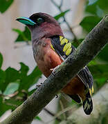 Banded Broadbill