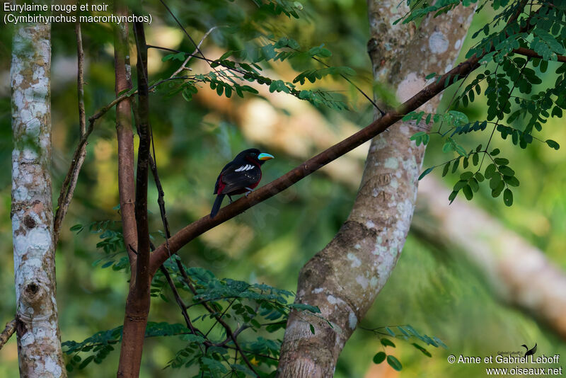 Black-and-red Broadbill