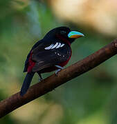 Black-and-red Broadbill