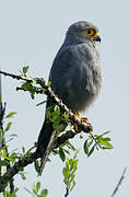 Grey Kestrel