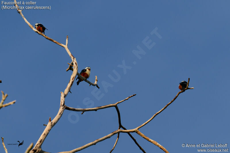 Collared Falconet