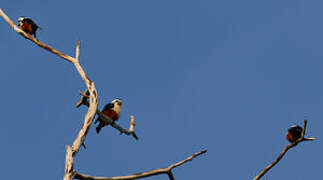 Collared Falconet