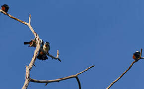 Collared Falconet