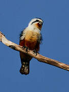 Collared Falconet