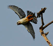 Collared Falconet