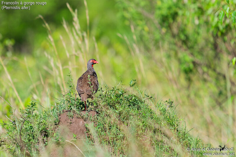 Francolin à gorge rouge mâle adulte