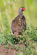 Francolin à gorge rouge