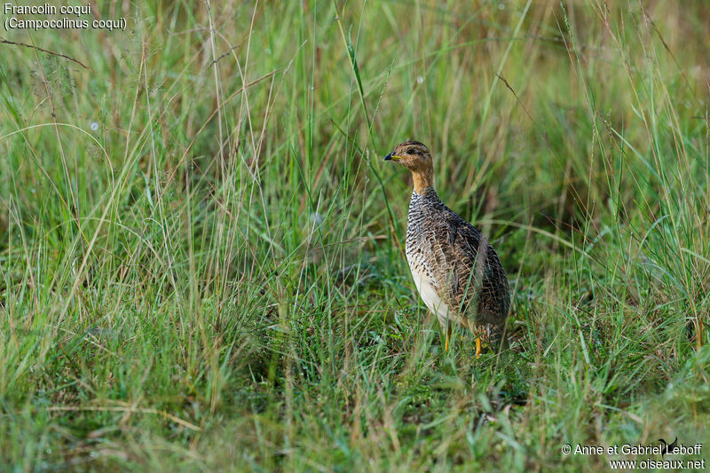 Francolin coqui mâle adulte