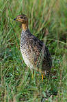 Francolin coqui