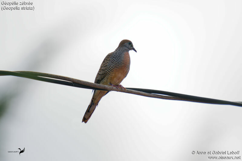 Zebra Dove