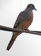 Zebra Dove