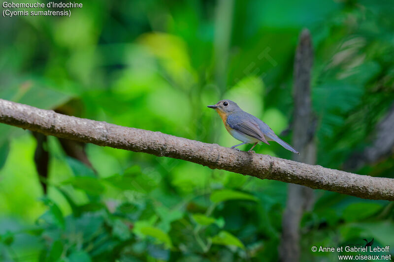 Indochinese Blue Flycatcher female