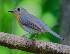 Indochinese Blue Flycatcher