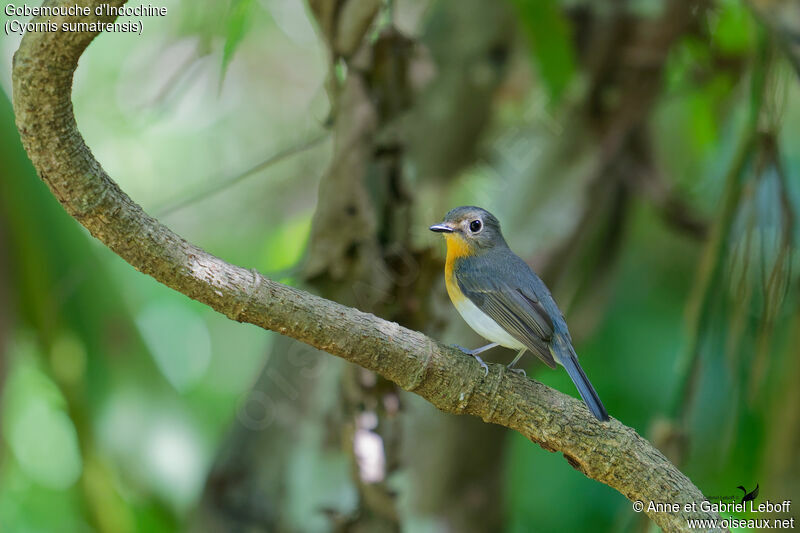 Indochinese Blue Flycatcher female