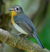 Indochinese Blue Flycatcher