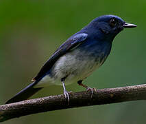 Hainan Blue Flycatcher