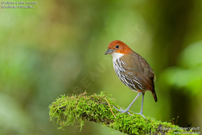 Chestnut-crowned Antpittaadult