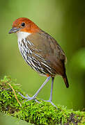 Chestnut-crowned Antpitta