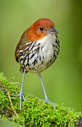 Chestnut-crowned Antpitta