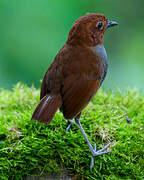 Bicolored Antpitta