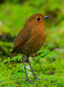 Equatorial Antpitta