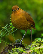 Equatorial Antpitta