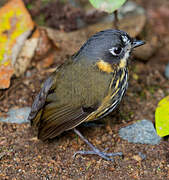 Crescent-faced Antpitta