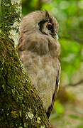 Verreaux's Eagle-Owl