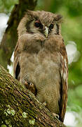 Verreaux's Eagle-Owl