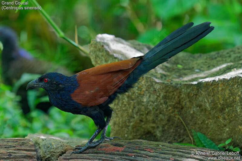 Grand Coucal