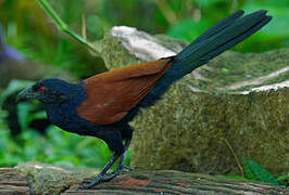 Grand Coucal