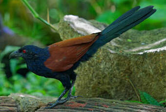 Grand Coucal