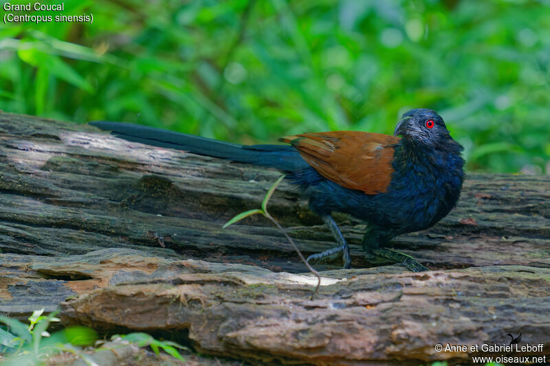 Greater Coucal