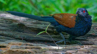 Greater Coucal