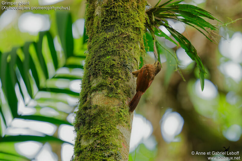 Strong-billed Woodcreeper