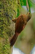 Strong-billed Woodcreeper