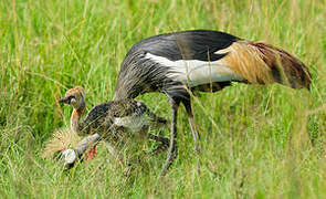 Grey Crowned Crane