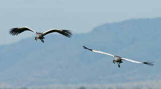 Grey Crowned Crane