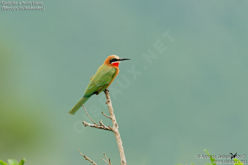 White-fronted Bee-eateradult