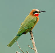 White-fronted Bee-eater