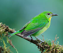 Green Honeycreeper