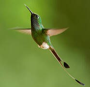 White-booted Racket-tail