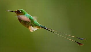 White-booted Racket-tail