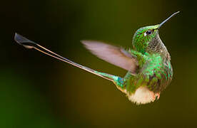 White-booted Racket-tail