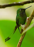 White-booted Racket-tail