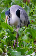 Cocoi Heron