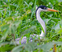 Cocoi Heron