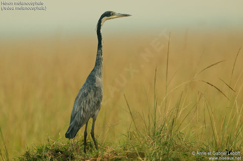 Black-headed Heronadult