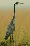 Black-headed Heron