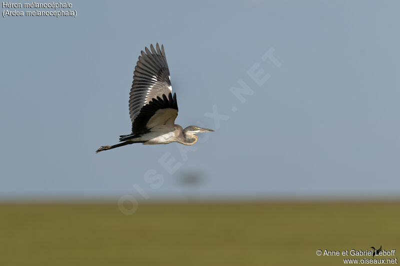 Black-headed Heronimmature, Flight